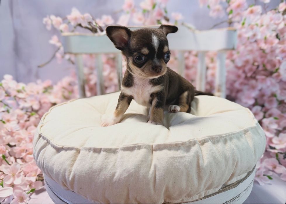 ***Xxs chłopczyk czekolada tri color chihuahua***Lalka!