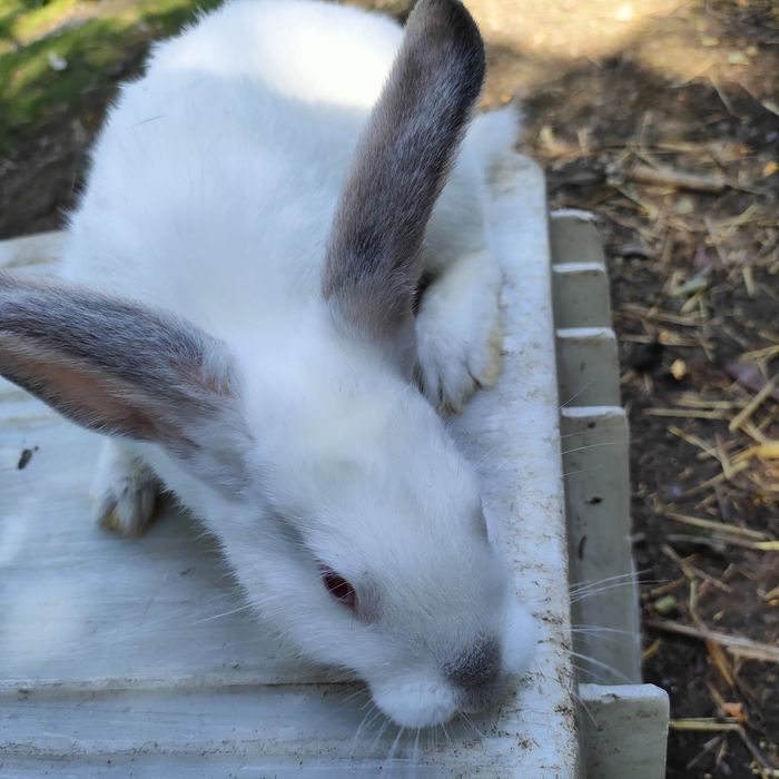Sprzedam króliki matka z młodymi
