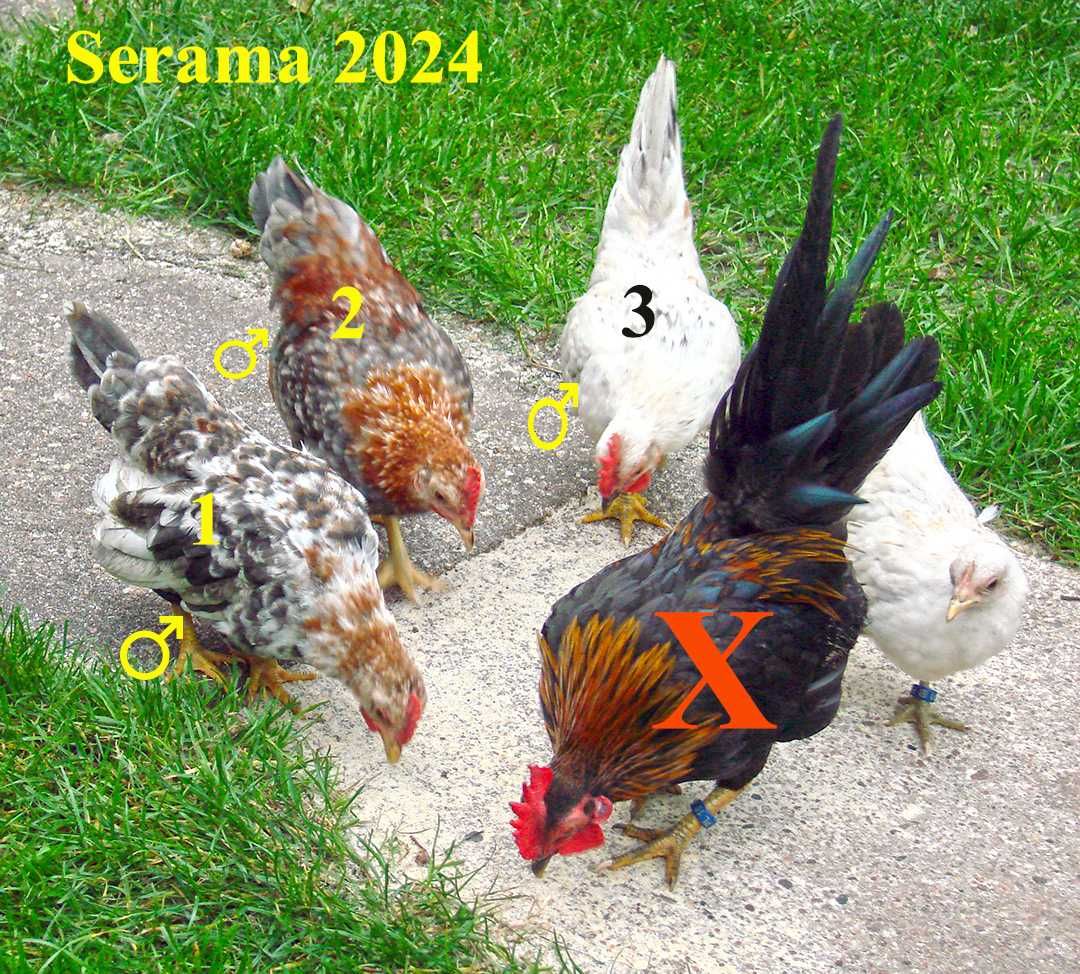 Seramy malezyjskie - najmniejsze kurki świata