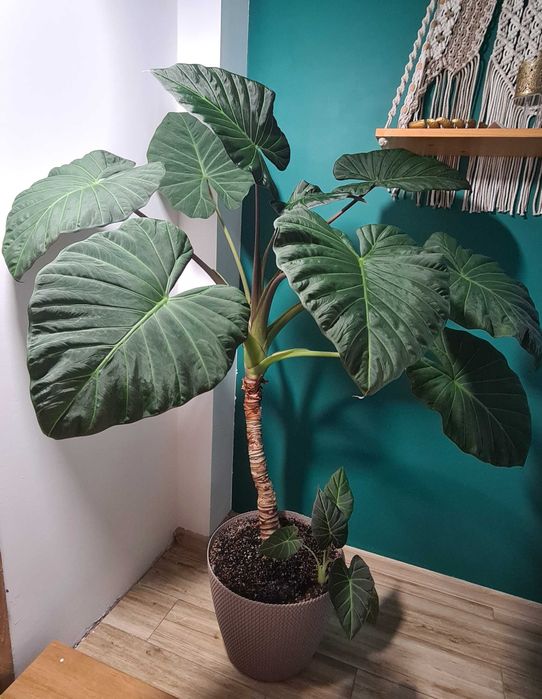 Alokazja regal shield wybudzone bulwy