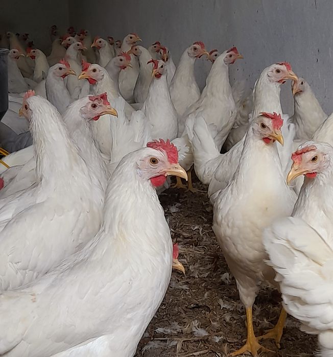 Kury Leghorn Leghorny Młode Nioski 23 tyg