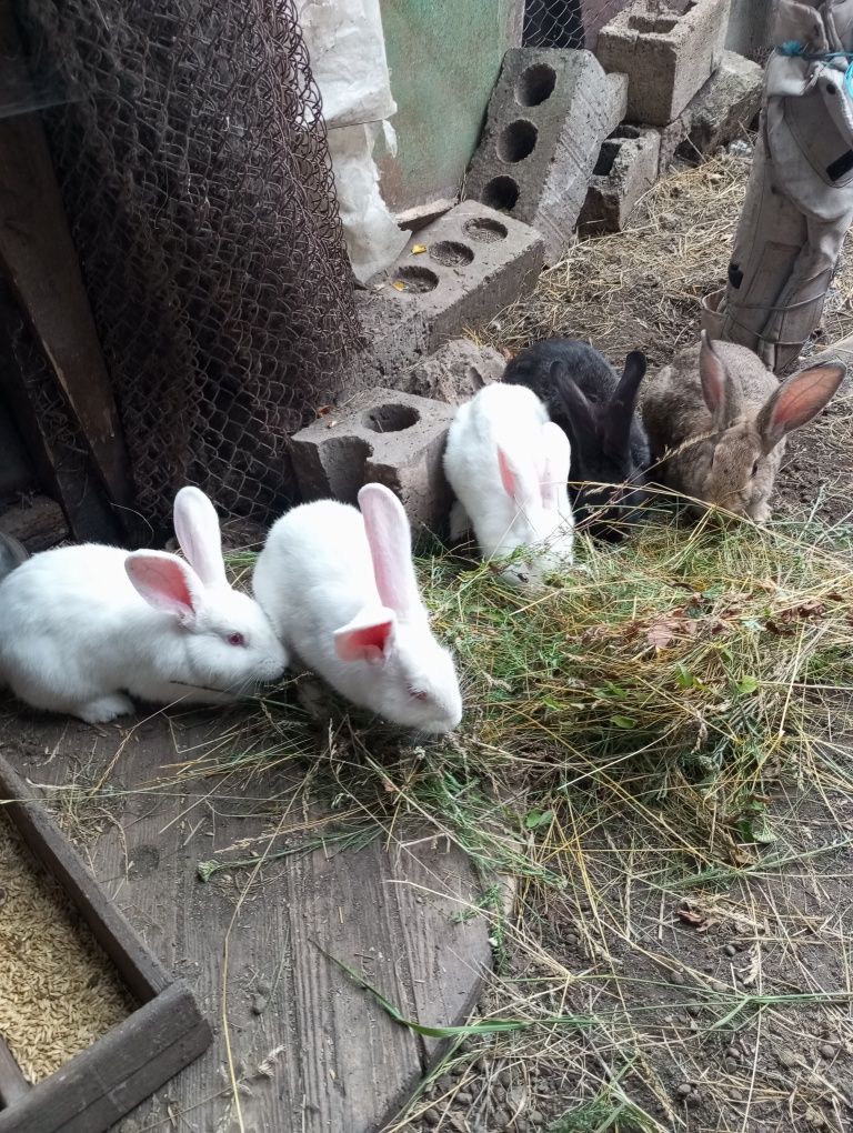 Продам самців кроликів