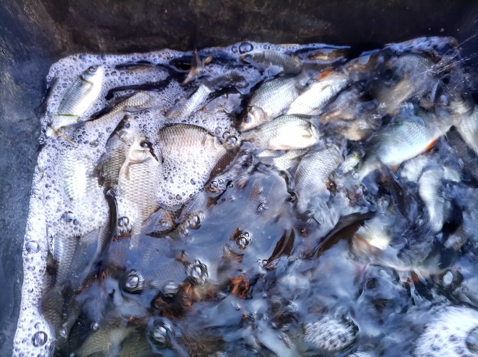 Karaś srebrny na zywca przynęta na szczupak sandacz