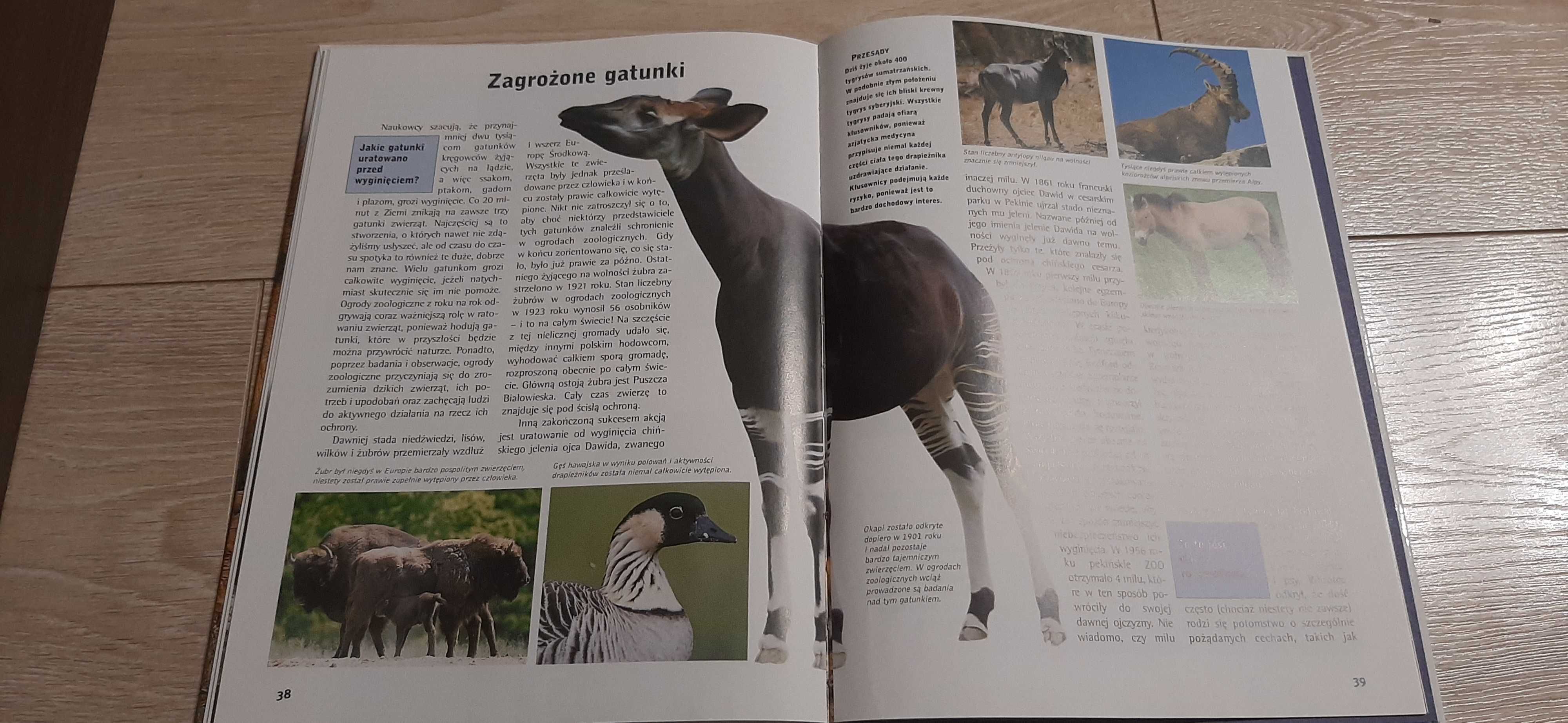 Książka Zwierzeta w ZOO