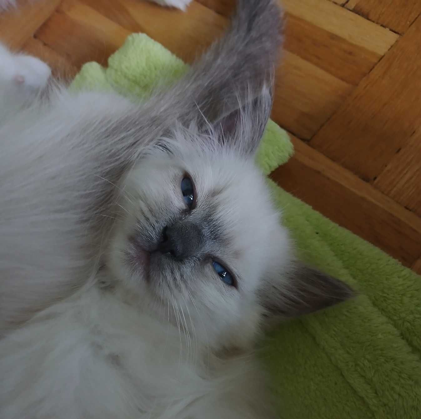 Ragdoll - dziewczynka Blue Point z domowej hodowli FIFe