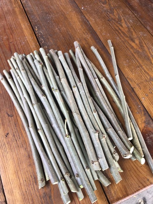 Гілочки для гризунів,шовковиця.