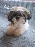 Szczeniak shih-tzu piesek samiec