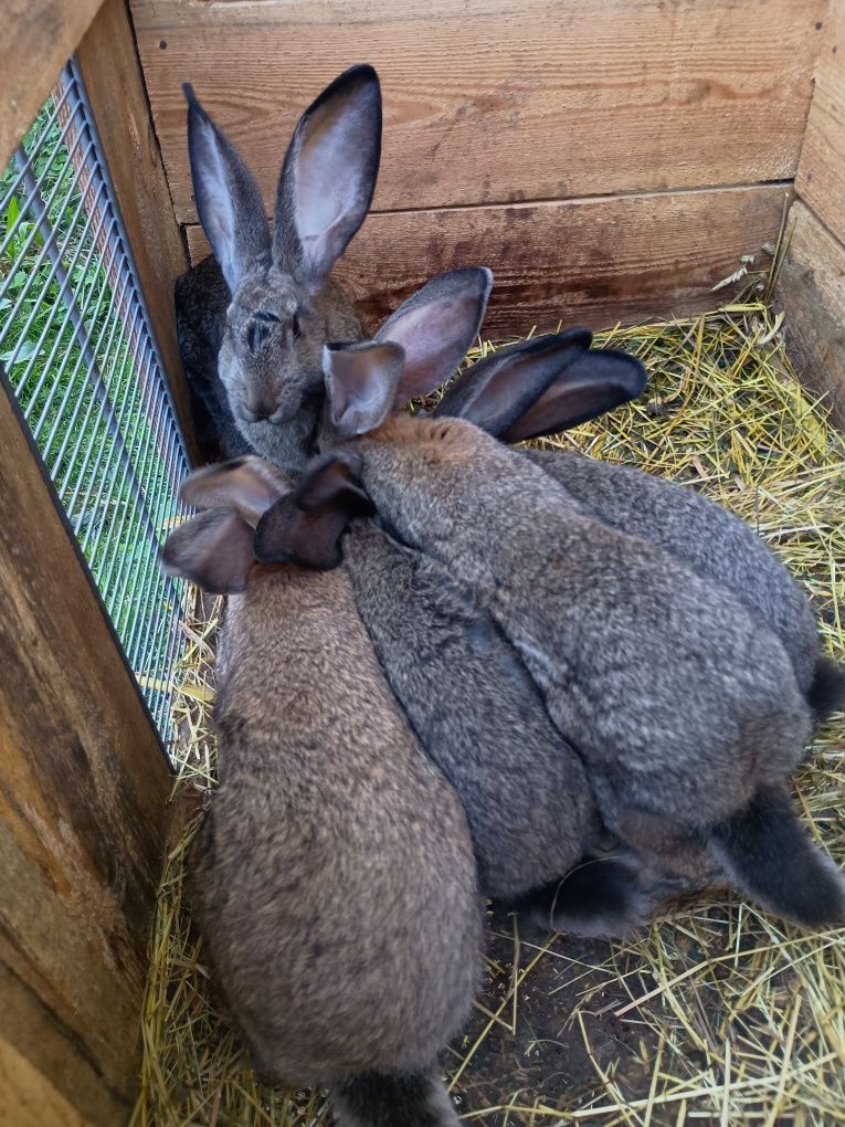 Króliki BOS sprzedam