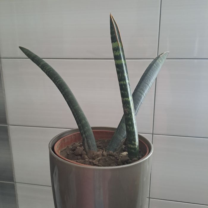 Сансевьера/Сансевиерия самурай  Фишери Голд флейм Мун шайн Цилиндрика