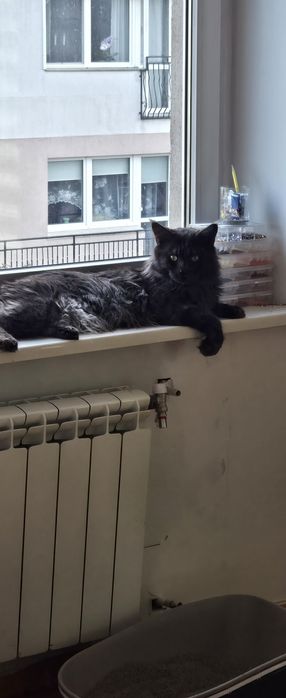 Mainne coon  piękny kot