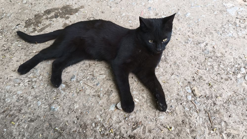 Чудесные котята черные