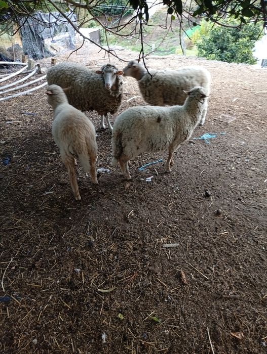 Vendo ovelhas (casal)