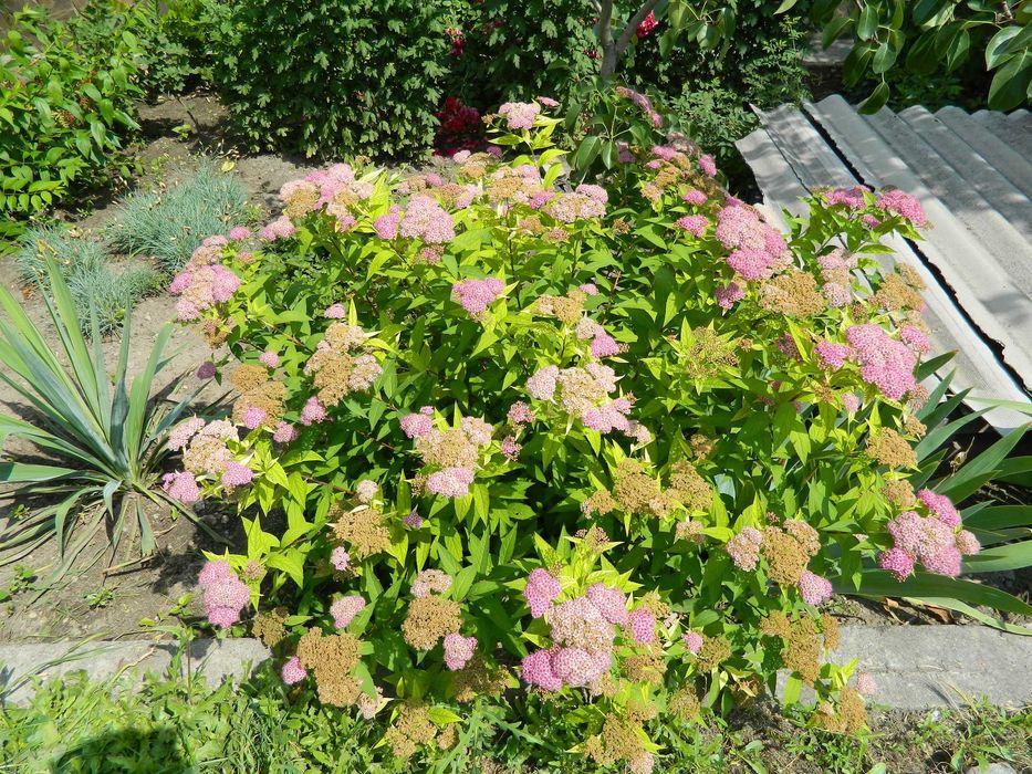 чагарники спірея, вейгела, форзиція, сніжкоягодник, та ін.