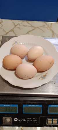 Яйця інкубаційні Лівенські ситцеві