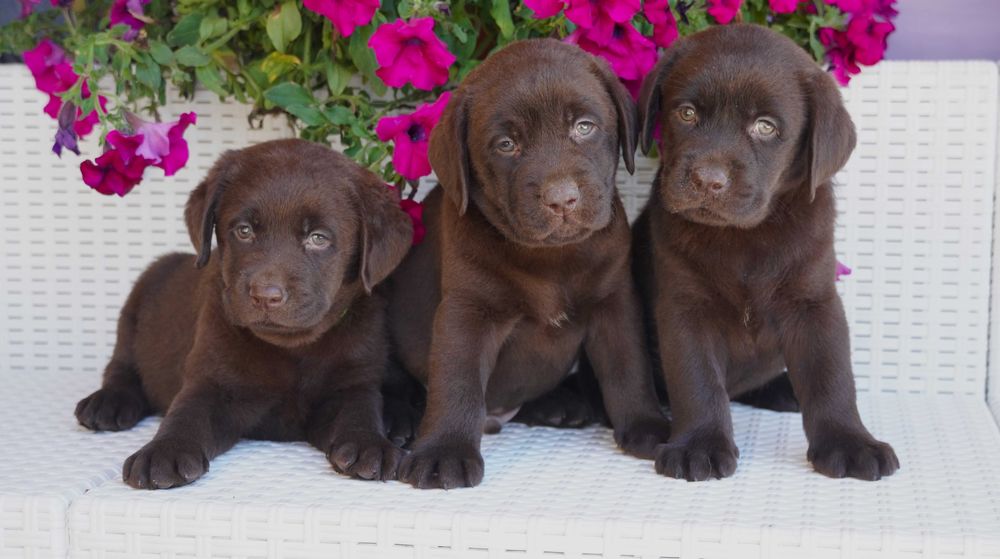 Labrador Retriever FCI ZKwP czekoladowy PIES