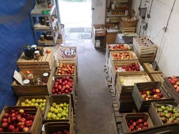 OWOCE - Sprzedaż jabłek, soków tłoczonych - Stara Niedziałka