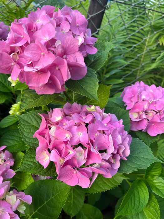 Папоротник. Папоротник садовый. Папороть.