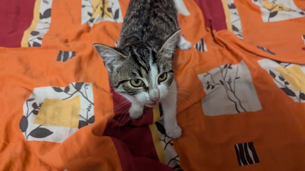 Віддам котиків, в хороші руки