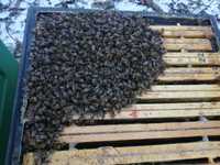 Przezimowane rodziny pszczele