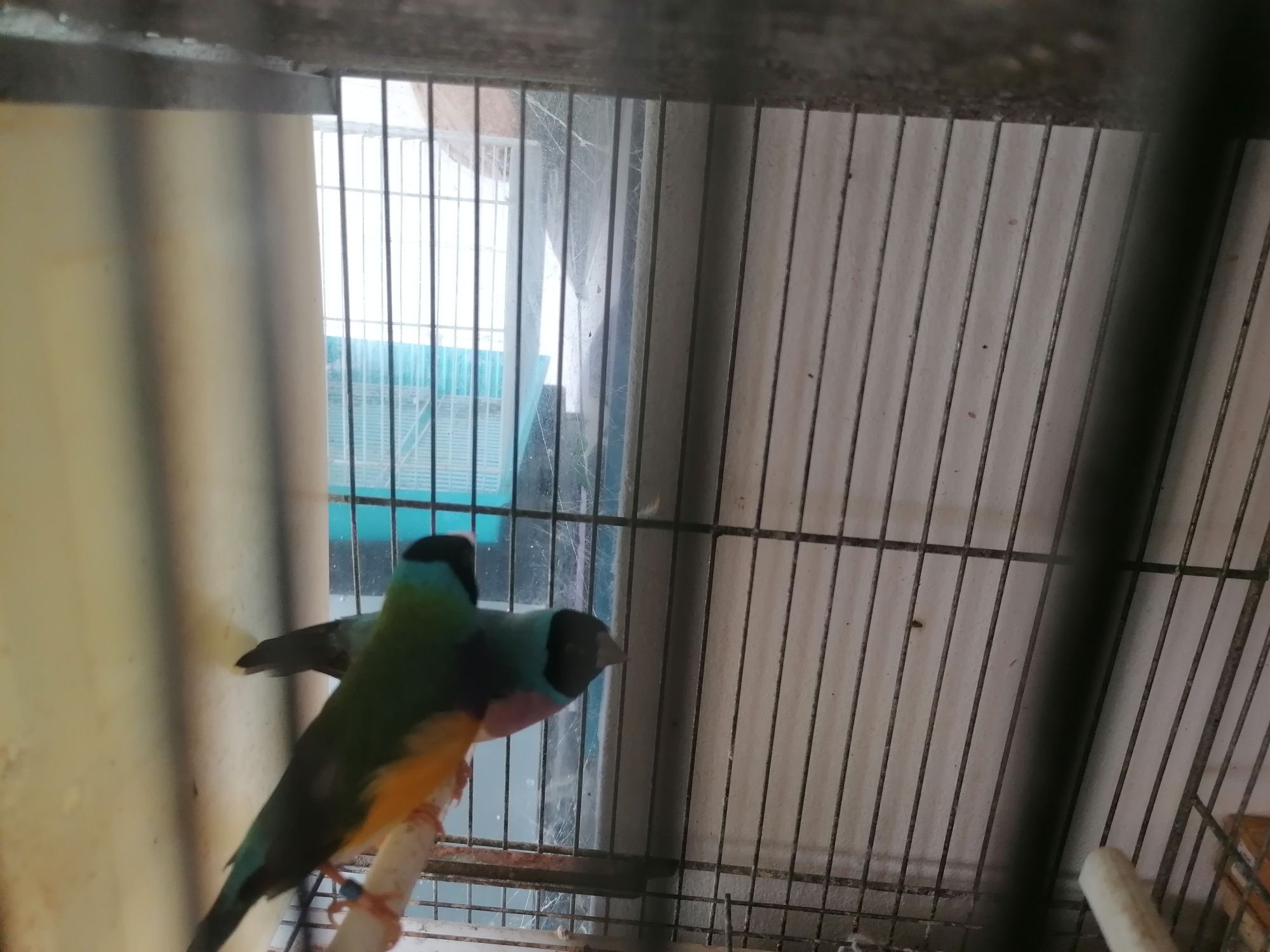 Babetes degolados canários