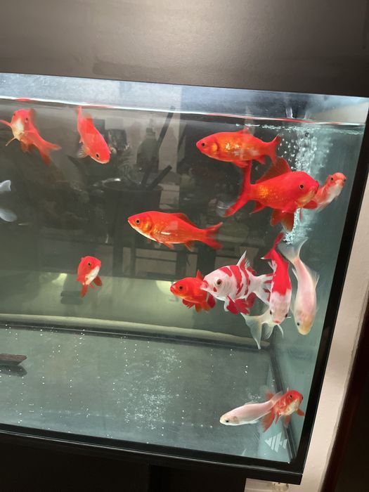 Peixe de agua fria