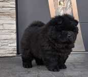 Chow chow szczeniak