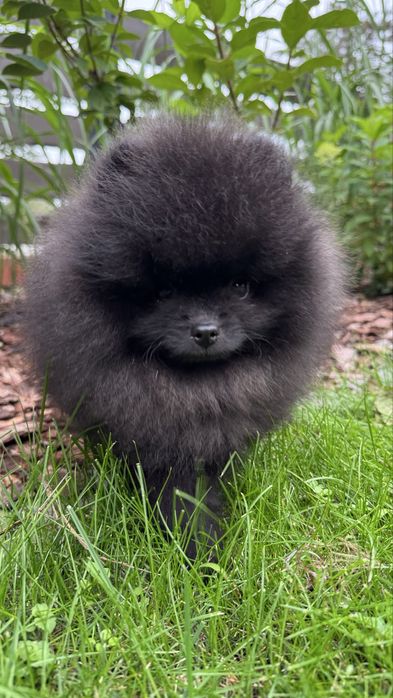 Pomeranian Szpic miniaturowy!!!