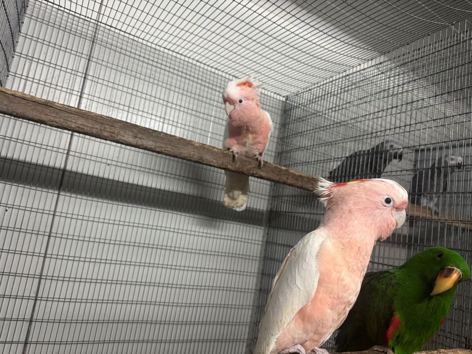 Cacatua inka macho