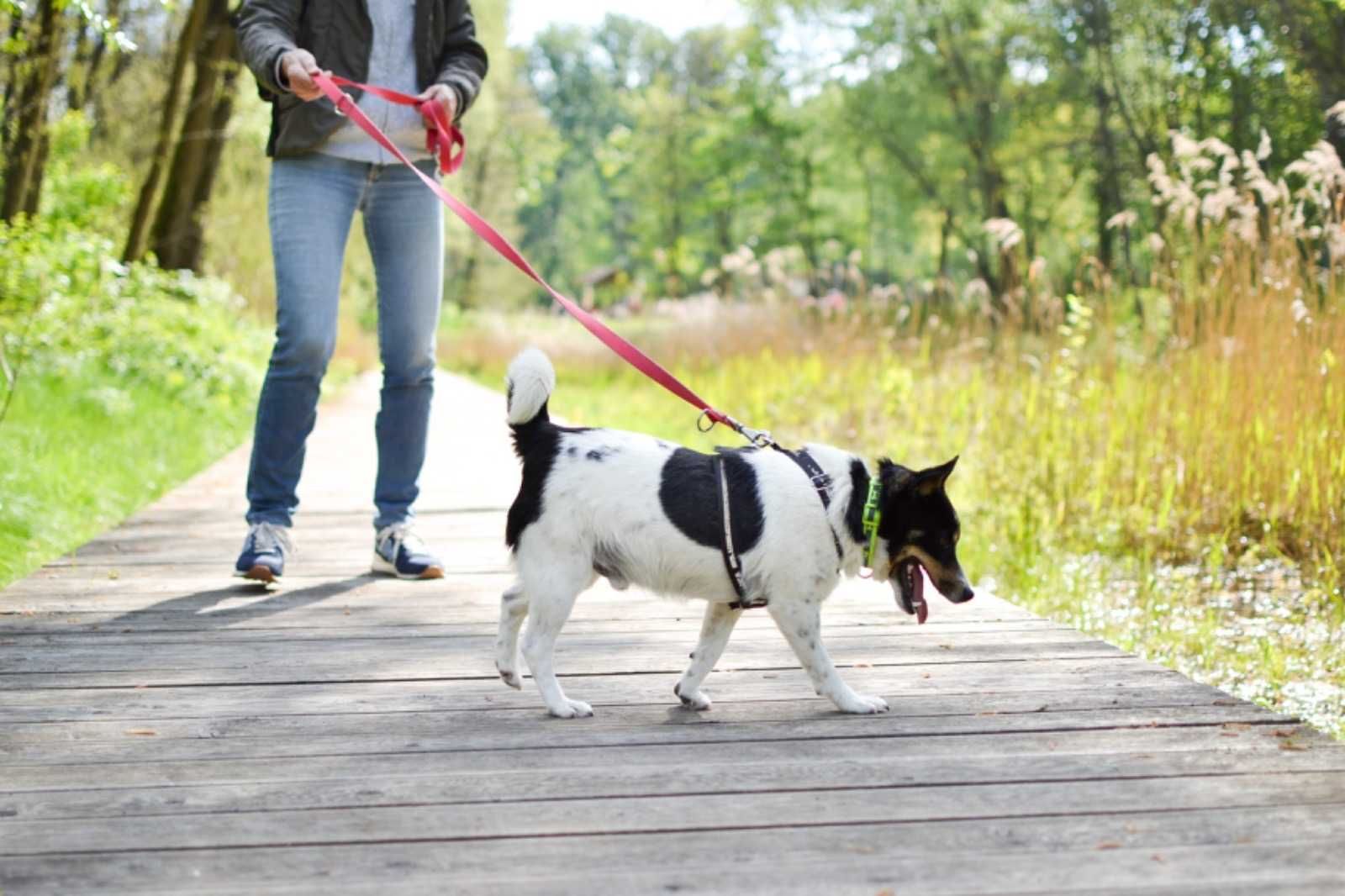 Żuczek maleńki przytulak do adopcji