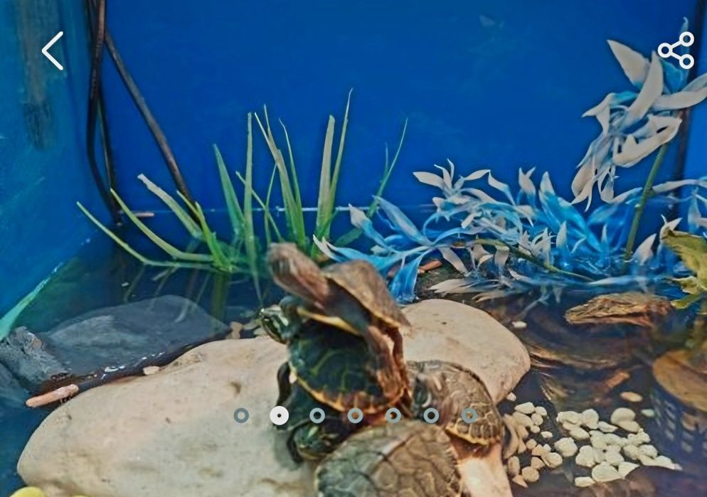 Żółwiki wodno-lądowe