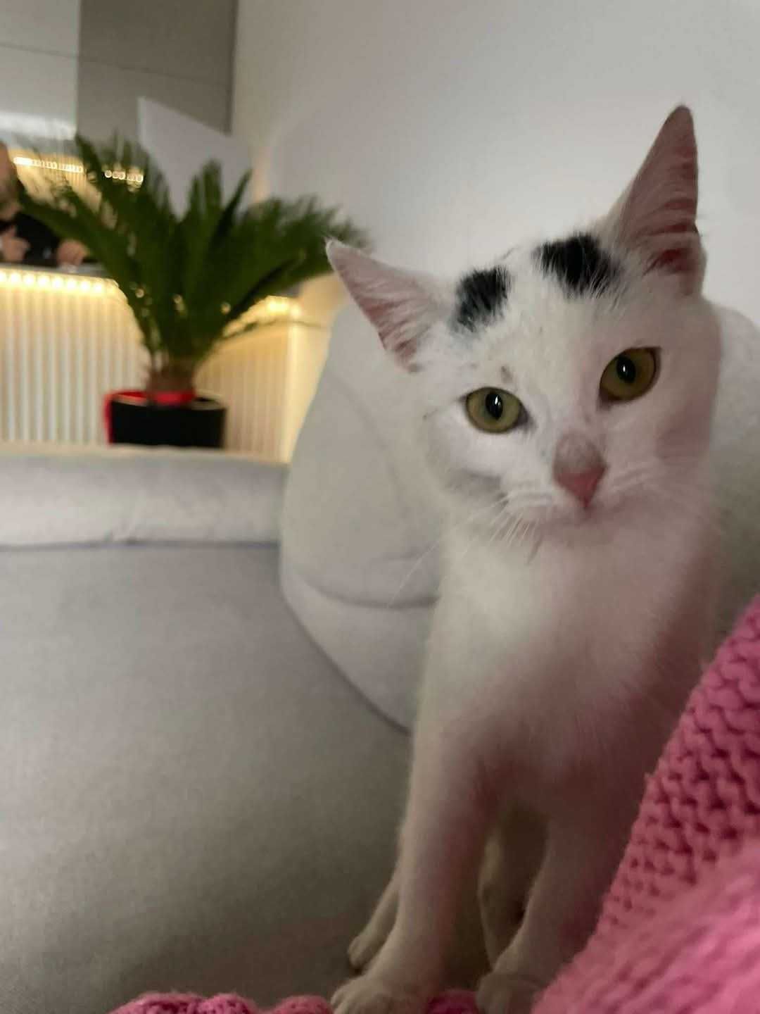Kicia Lala szuka domu