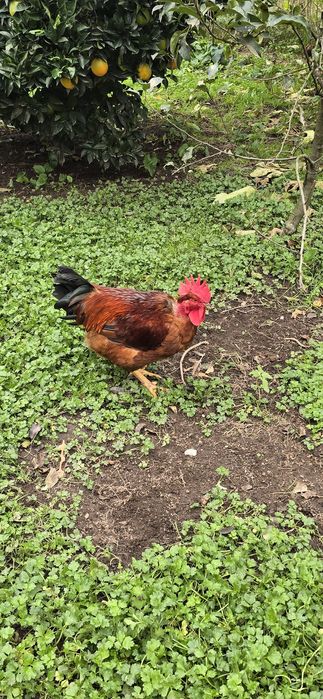 Disponíveis caseiros