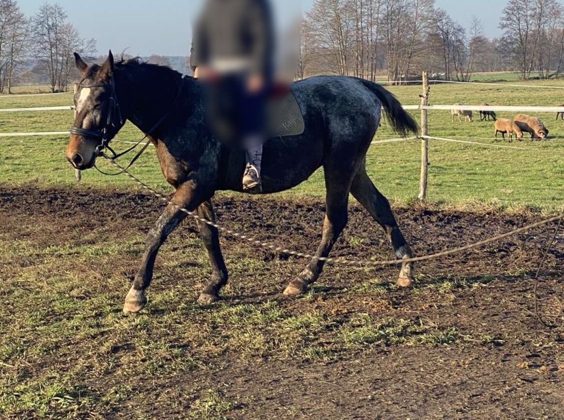 Cudowny wałach, nieprzeciętnej urody