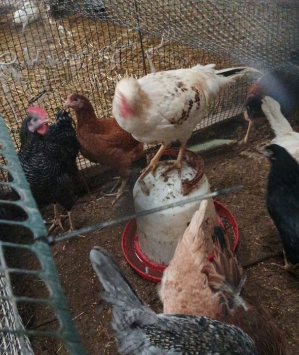 Kogut lohmann sandy biały