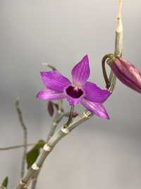 Орхідея дендробіум Nestor з квітами