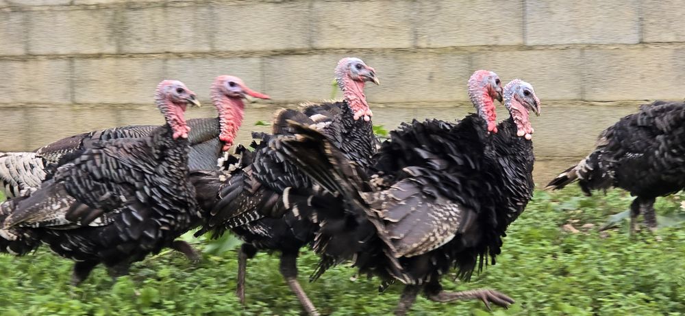 Perus machos caseiros