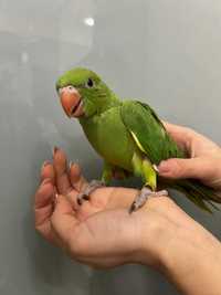 Ожереловые попугаи выкормыши