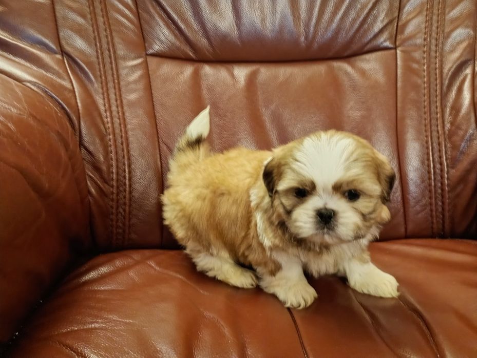 Shih tzu piesek z rodowodem