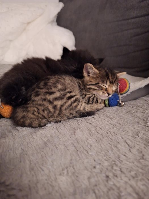 Dwa kociaki szukają kochającego domu!