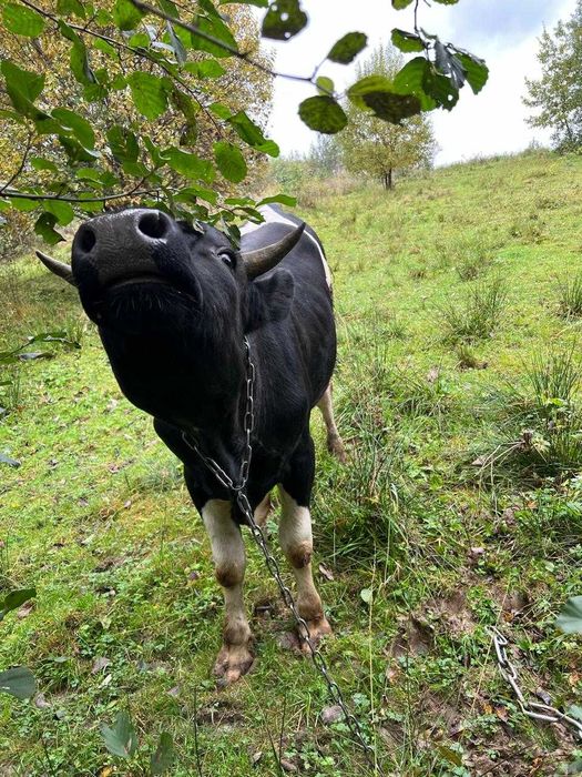 Продається молодий бик