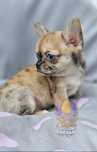Chihuahua**Chłopczyk Merle**Do Rezerwacji **