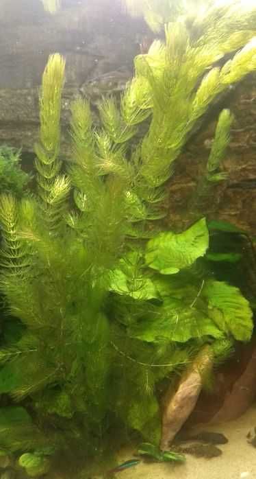 Rogatek ozdoba do akwarium - 5 gałązek