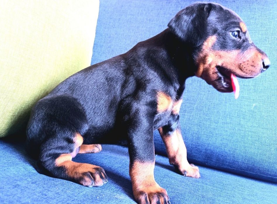 Doberman- suczka