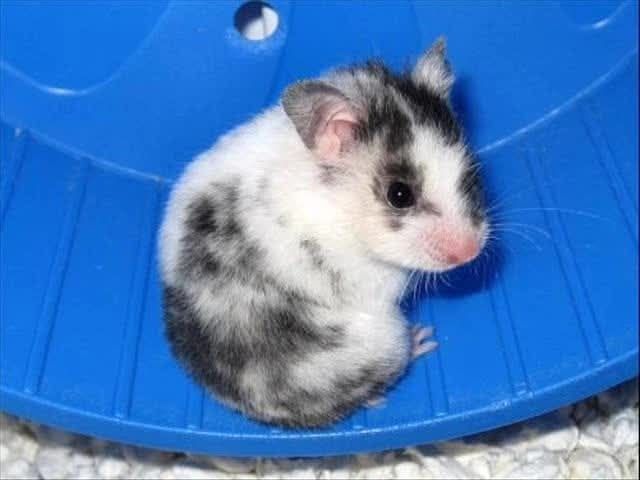 Chomik wraz z akcesoriami