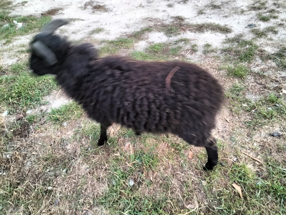 Zamiana na inne owcę