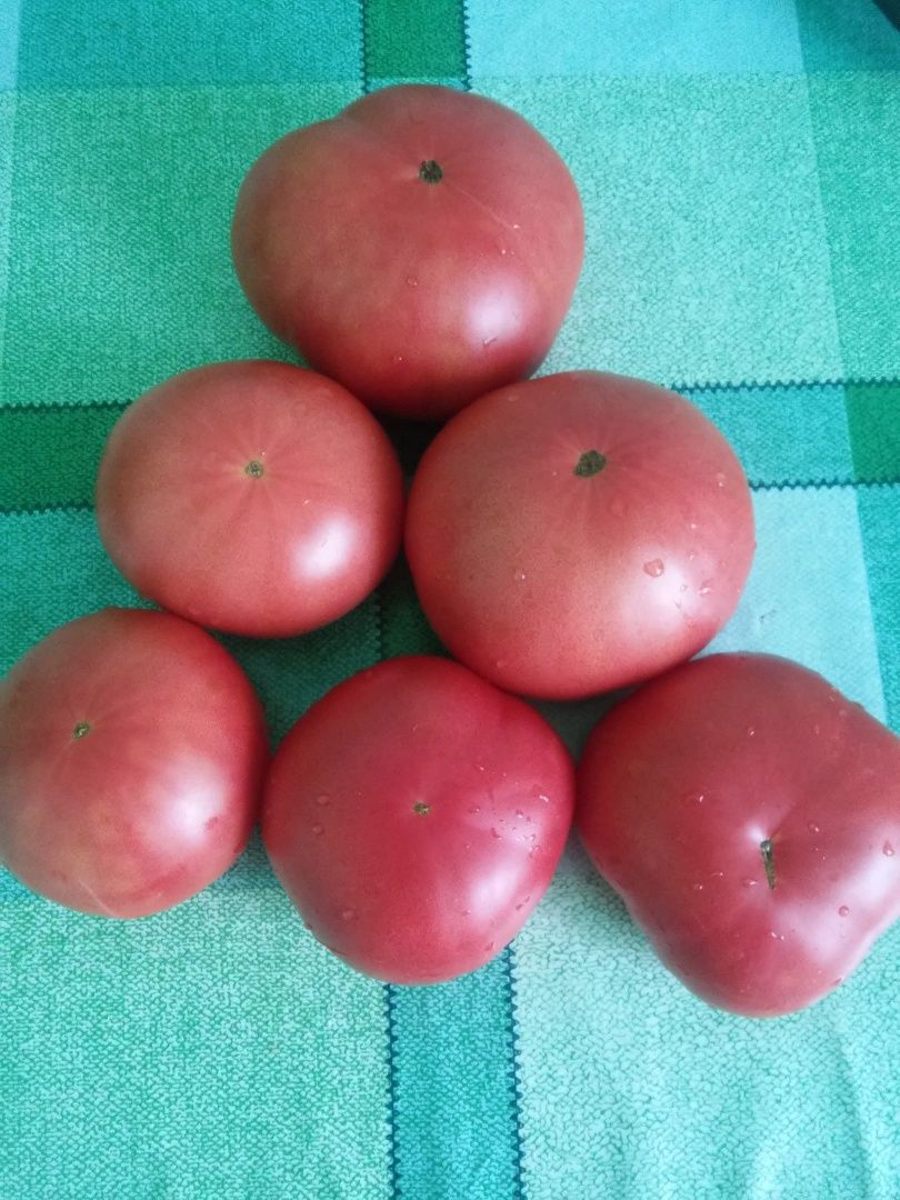 Продам розсаду помідори, перець, капуста, баклажани