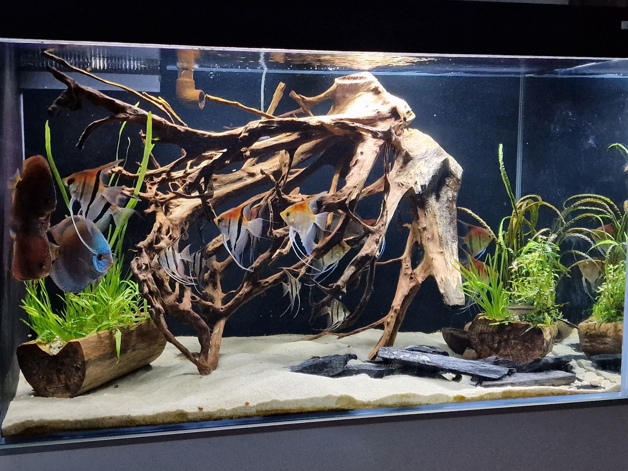 Duże korzenie do akwarium terarium korzeń