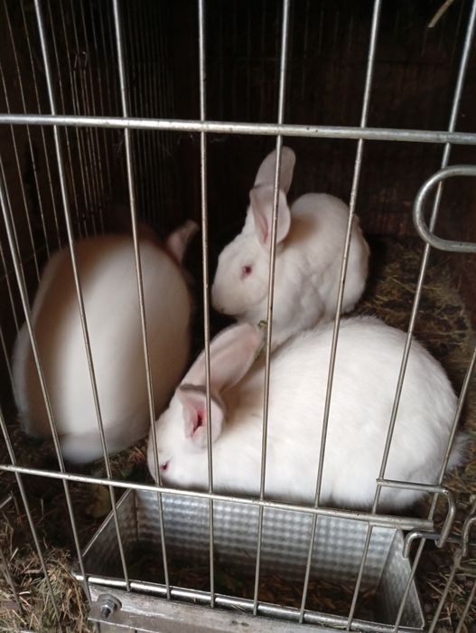 Sprzedam króliki mięsne hodowlane!