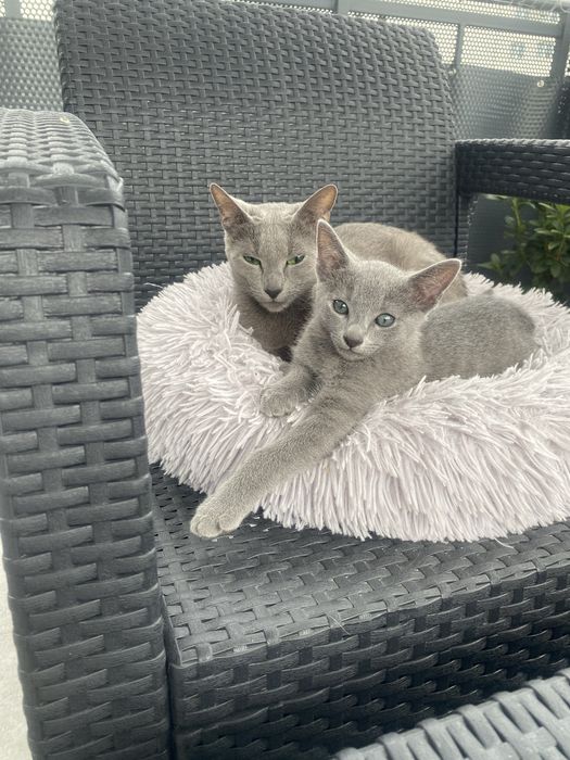 Kocurek Rosyjski Niebieski