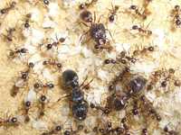 Pheidole noda экзотические муравьи ферма формикарий мурахи